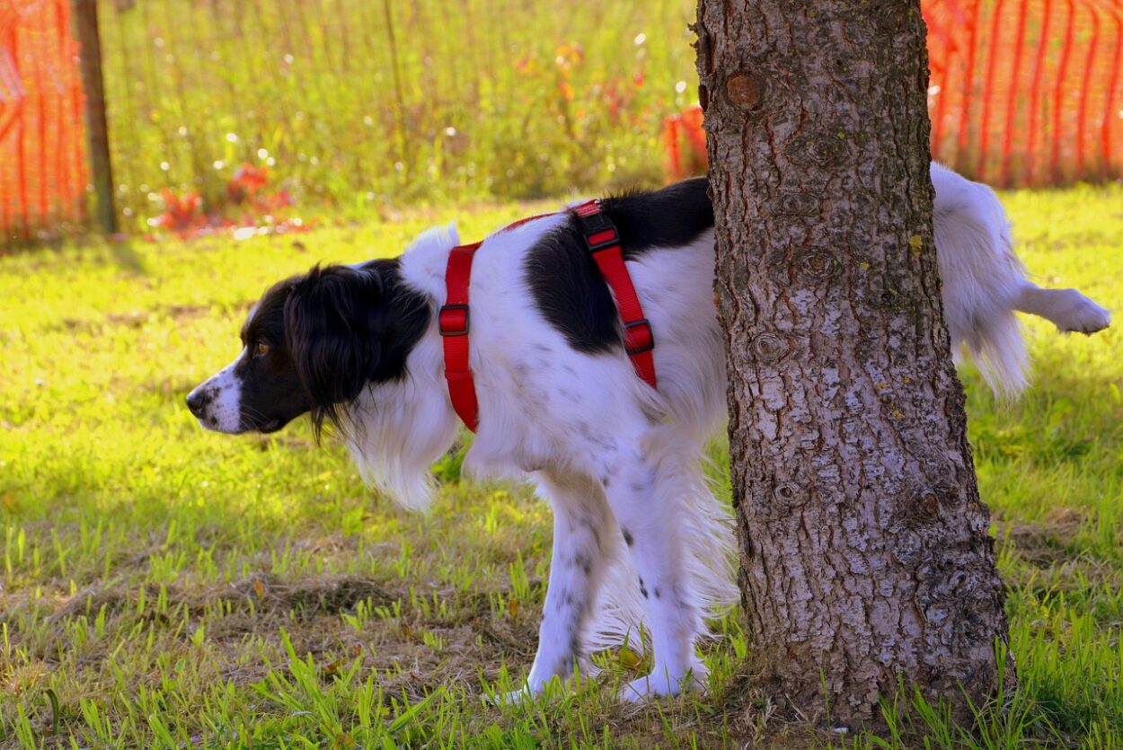 Cane urina sull'albero