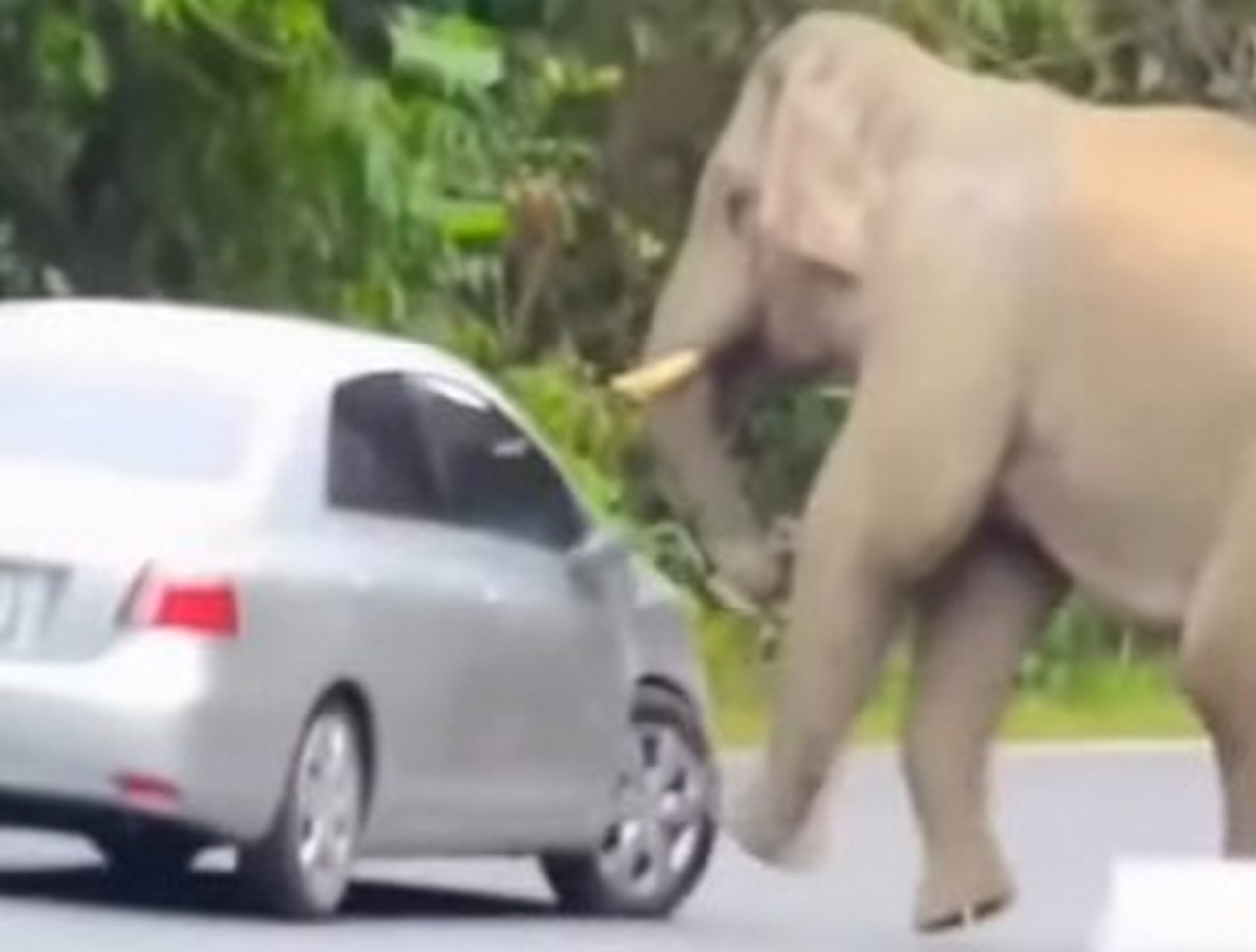 Elefante contro Toyota Vios