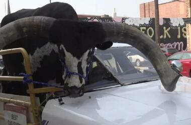 Toro in auto Ford Crown Victoria