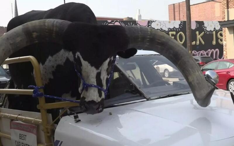Toro in auto Ford Crown Victoria
